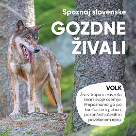 Spoznaj slovenske gozdne živali