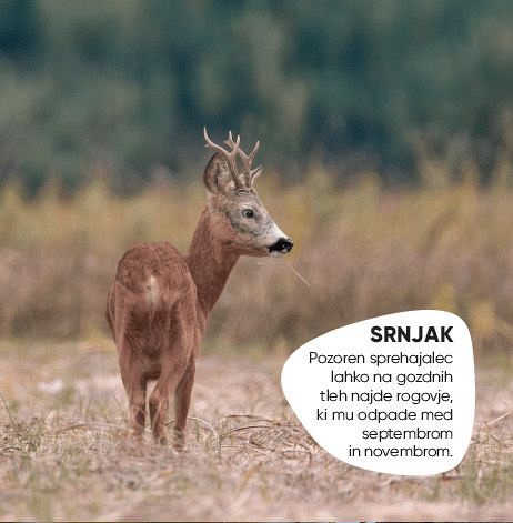 Spoznaj slovenske gozdne živali