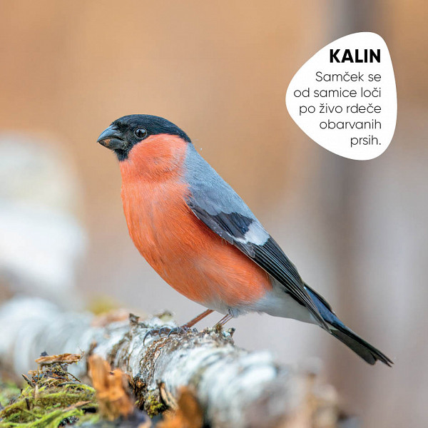 Spoznaj slovenske gozdne ptice
