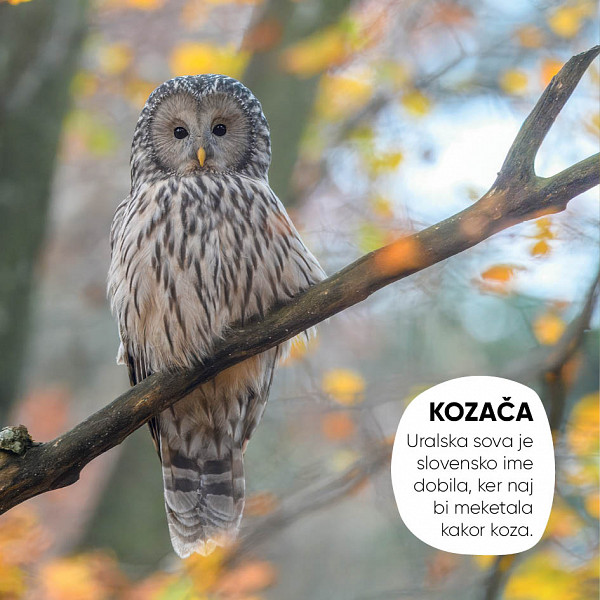 Spoznaj slovenske gozdne ptice