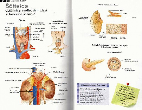 Anatomski atlas, človeško telo