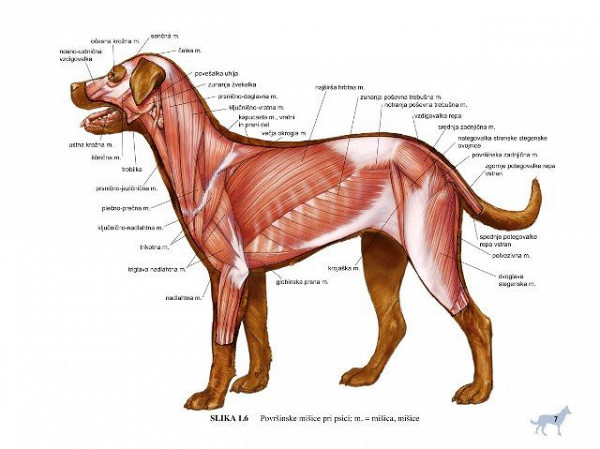 Barvni atlas anatomije malih živali: osnove