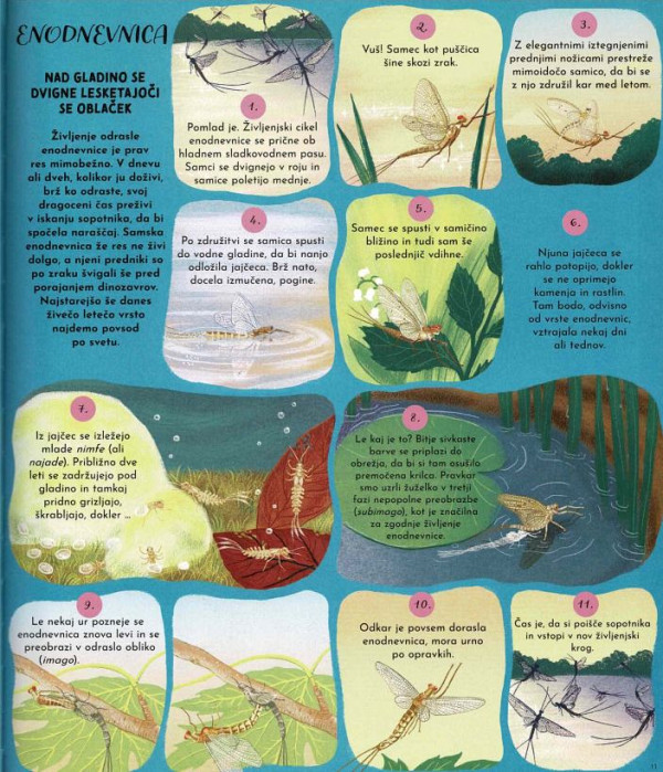 Narava v krogu življenja